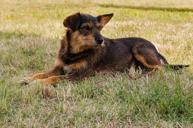 Vecchio cane in posa e in appoggio sul primo piano dell'erba