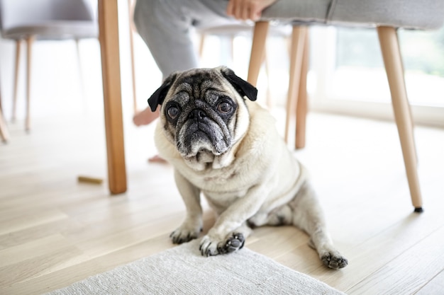 Vecchio cane triste seduto sul pavimento, pug stanco. Desiderio dell'animale domestico sotto un tavolo.