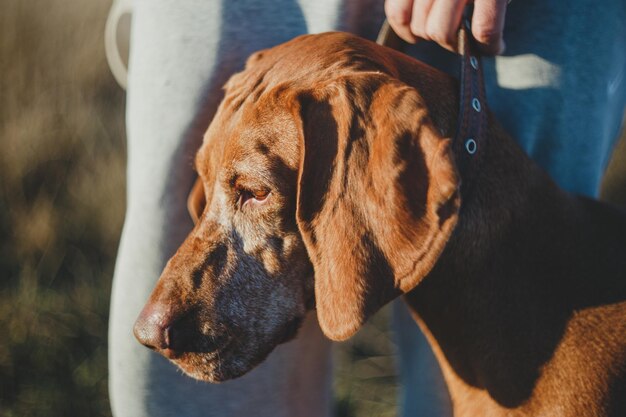 Vecchio cane vizsla ungherese con muso grigio