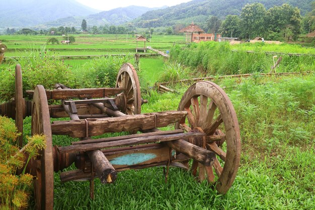 Vecchio carrello di buoi in legno nella risaia verde