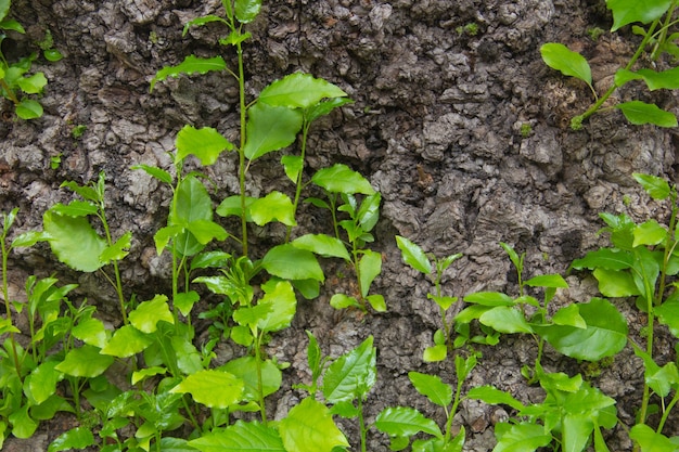 Vecchio ceppo con nuovo germoglio e foglie verdi fresche nuovo concetto di vita Giovani germogli su un vecchio albero