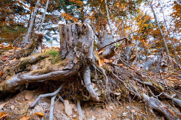 Vecchio ceppo di albero cosparso di foglie cadute nella foresta autunnale