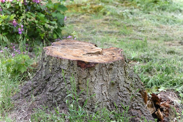 Vecchio ceppo nella foresta verde