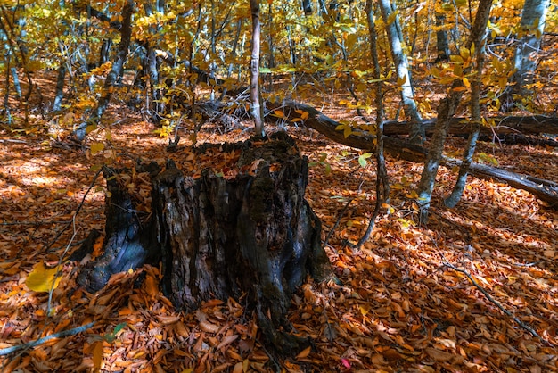 Vecchio ceppo nelle foglie gialle secche della foresta autunnale