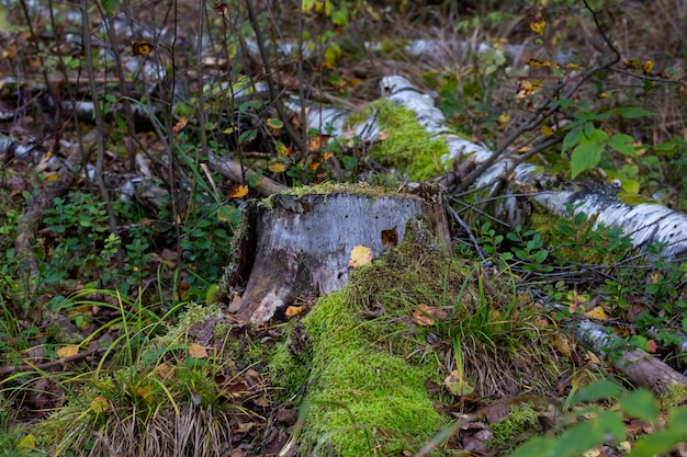 Vecchio ceppo ricoperto di muschio nella foresta autunnale