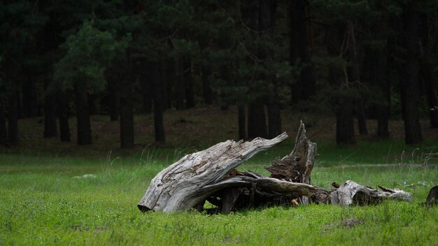 vecchio ceppo secco su una radura della foresta