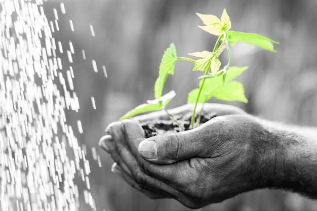 Vecchio che tiene pianta verde su sfondo bianco e nero