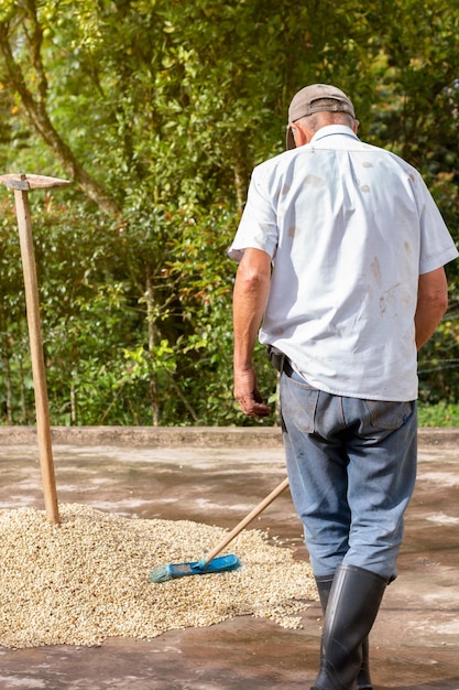 Vecchio contadino che prepara i chicchi di caffè ad asciugare al sole Essiccazione naturale del caffè