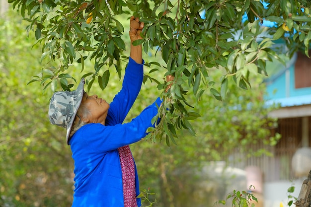 vecchio contadino che raccoglie frutta in una fattoria