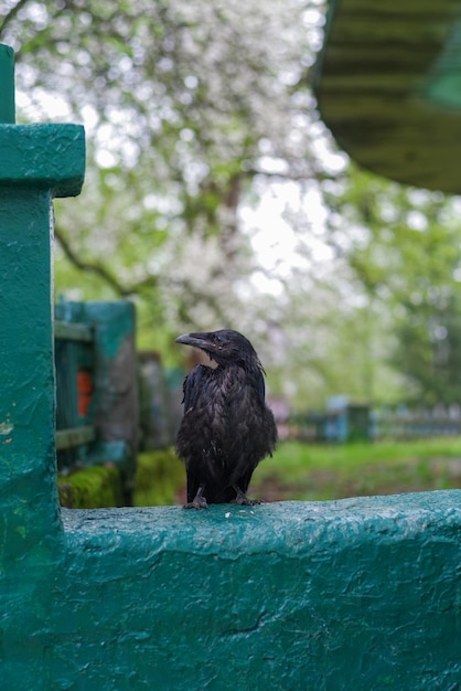 Vecchio corvo nero malato seduto su un recinto Corvo bagnato sul recinto