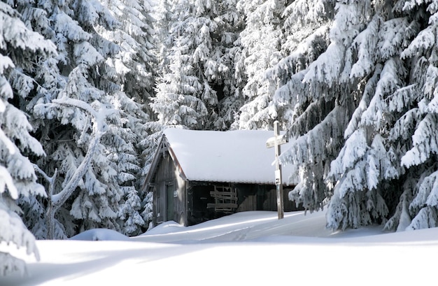 Vecchio cottage e abeti innevati nella foresta invernale