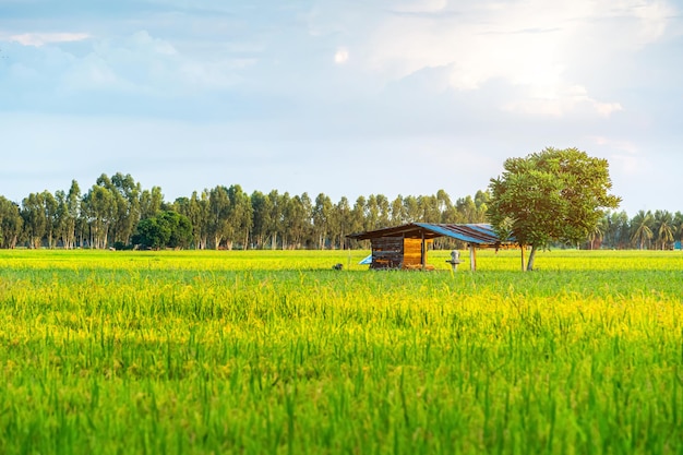 Vecchio cottage in legno e vista panoramica del paesaggio del campo di riso erba verde con campo di mais o nel paese asiatico raccolto agricolo con soffici nuvole cielo blu sullo sfondo del tramonto