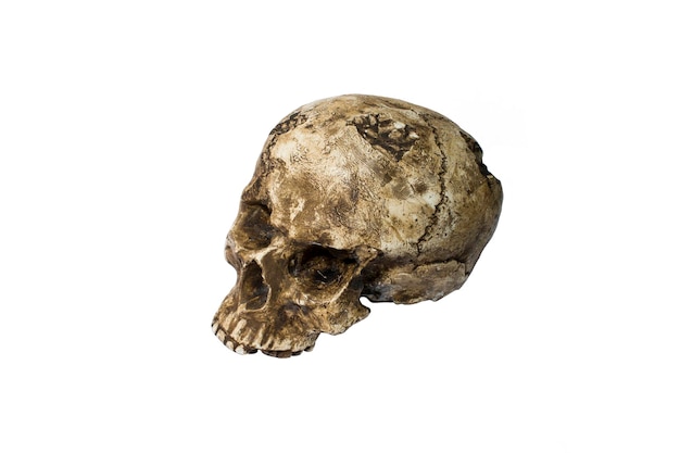 Vecchio cranio danneggiato umano isolato su priorità bassa bianca