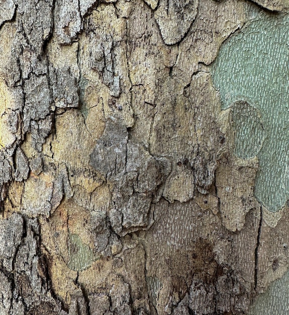 Vecchio fondo del primo piano del tronco di albero