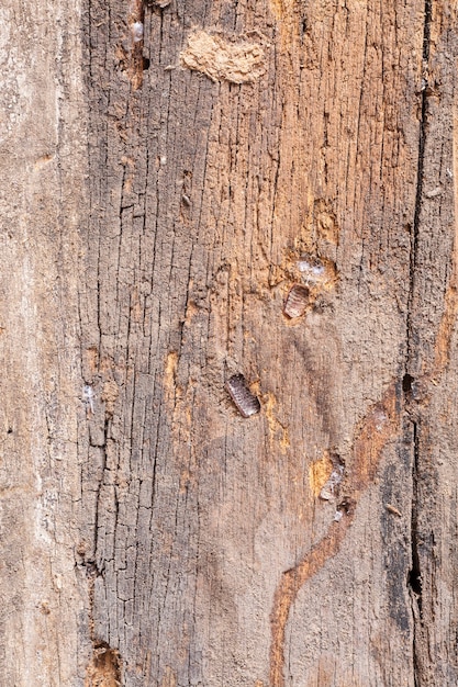 Vecchio fondo della tavola di legno.