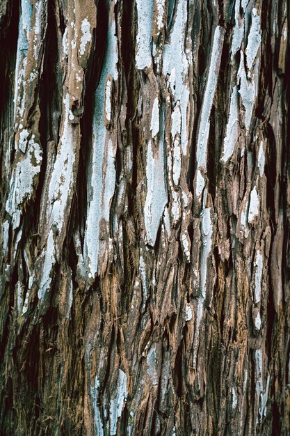 Vecchio fondo di legno di struttura dell'albero