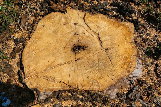 Vecchio fondo di struttura del ceppo di albero incrinato stagionato con la sezione trasversale