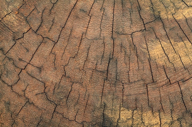 Vecchio fondo di struttura del ceppo di albero