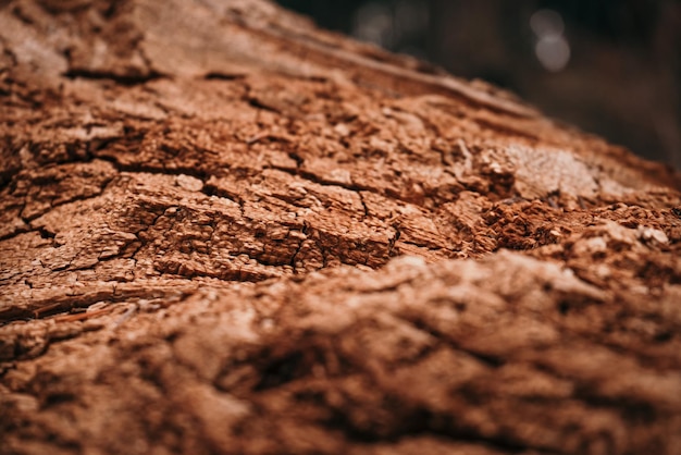 Vecchio fondo di struttura della corteccia di albero marcio secco