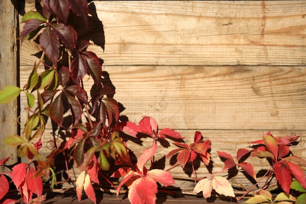 vecchio fondo in legno con foglie rosse autunnali