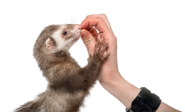 Vecchio furetto che mangia in mano umana, isolato su bianco