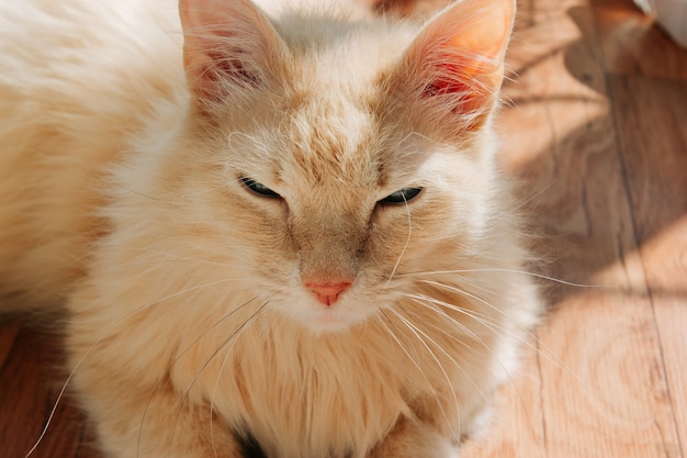 Vecchio gatto allo zenzero dal muso sornione, al sole