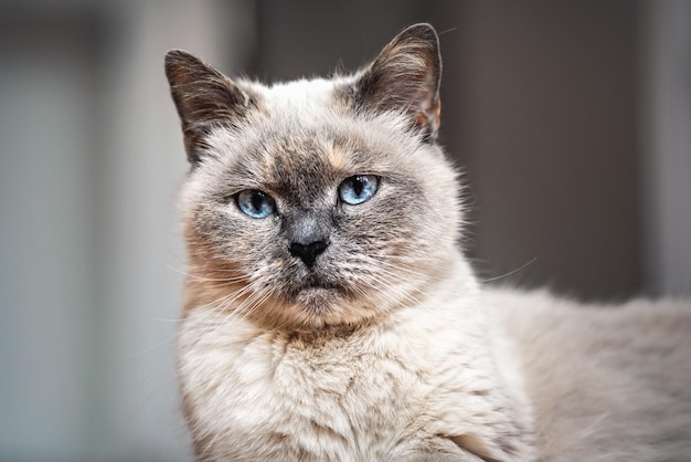 Vecchio gatto grigio con occhi azzurri penetranti, dettaglio primo piano