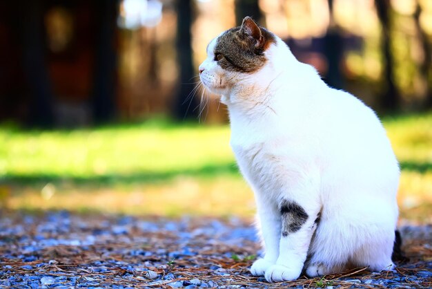 vecchio gatto triste, ritratto di animali domestici senzatetto