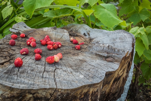 Vecchio grande ceppo di albero con frutti di bosco fragole tra uva le