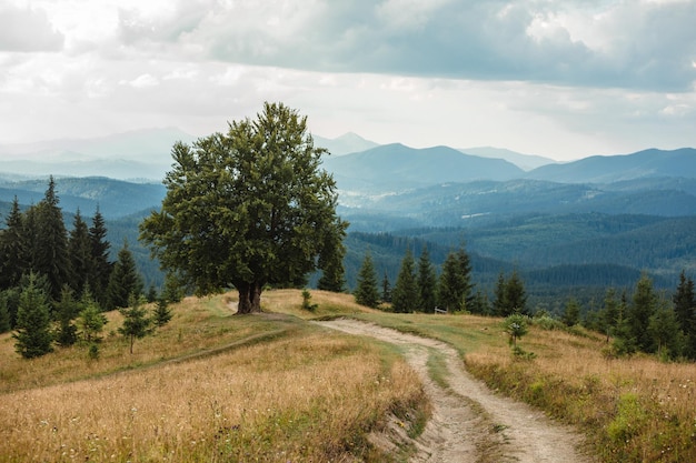 Vecchio grande faggio in montagna