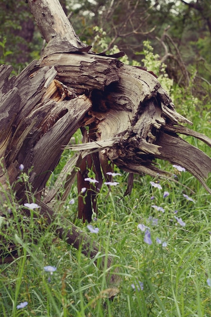 Vecchio intoppo di legno nei boschi vicino, filtro,