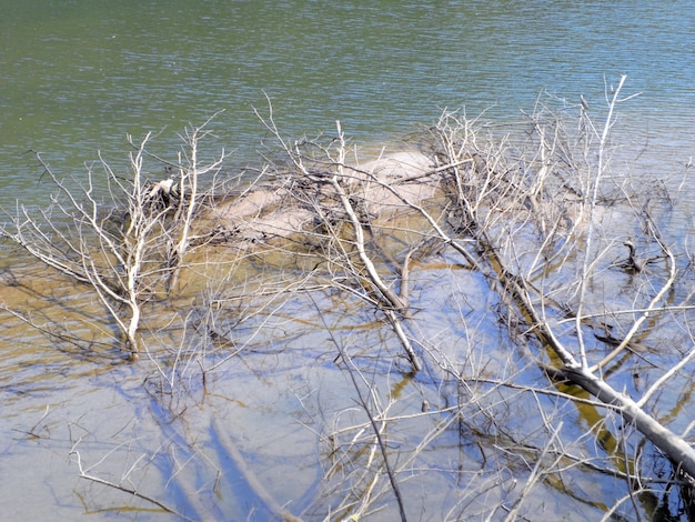 Vecchio legname sul fiume