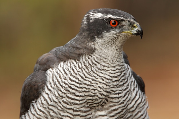 Vecchio maschio dell'astore nordico, Accipiter gentilis