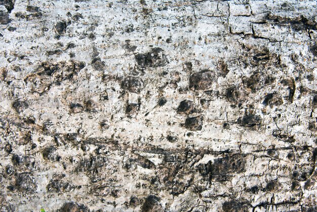 Vecchio modello di legno del fondo di struttura dell'albero