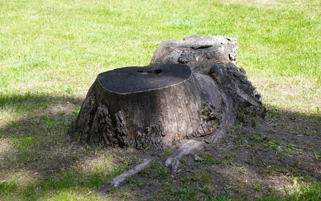 Vecchio moncone fatiscente secco sul prato Decorazione di moncone Albero segato sotto il moncone Primo piano del moncone naturale