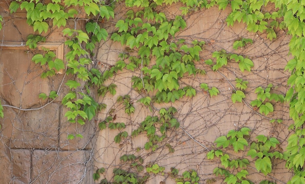 vecchio muro con piante verdi