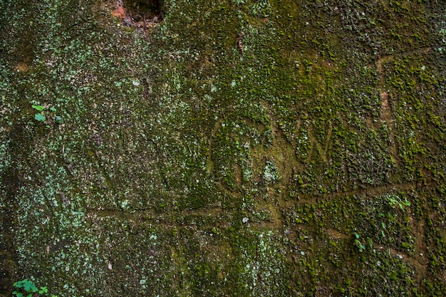 Vecchio muro di mattoni con muschio verde e licheni Sfondo astratto