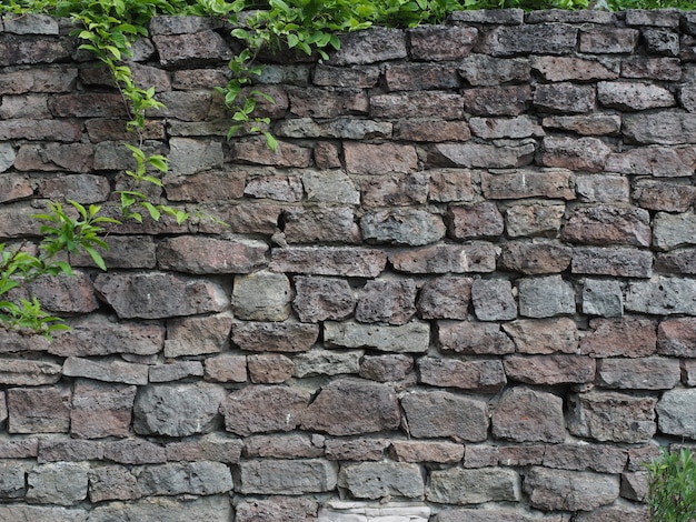 Vecchio muro di mattoni di pietra con le piante rampicanti verdi vista dalla parte anteriore