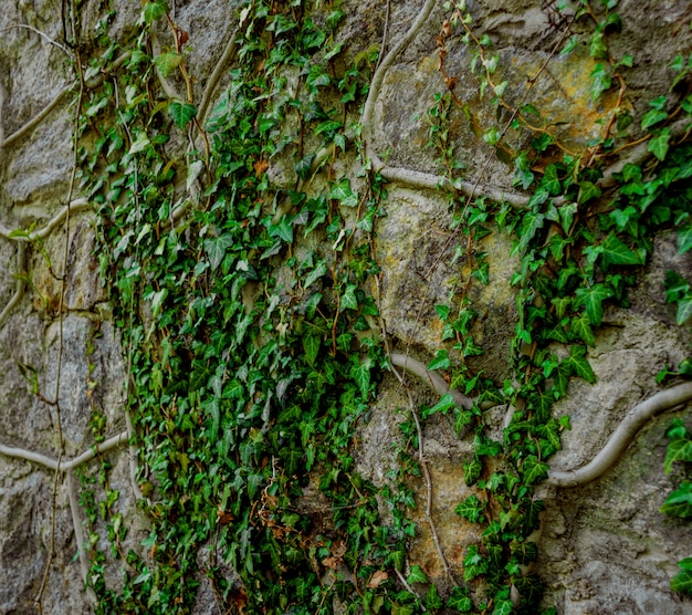 Vecchio muro di pietra con edera.