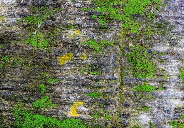 Vecchio muro di pietra danneggiato con muschio verde in crescita per lo sfondo della trama