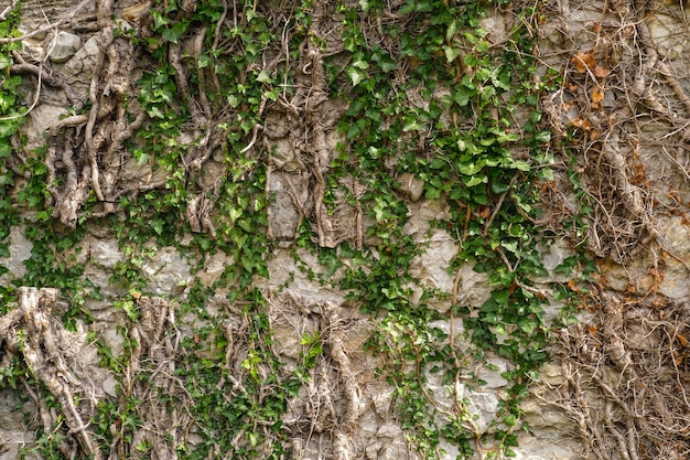 Vecchio muro medievale ricoperto di edera