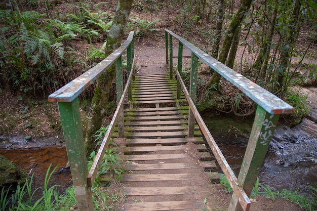 Vecchio ponte di legno nella foresta