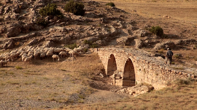 Vecchio ponte di pietra e gregge di pecore