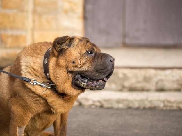 Vecchio shar pei al guinzaglio su uno sfondo di città