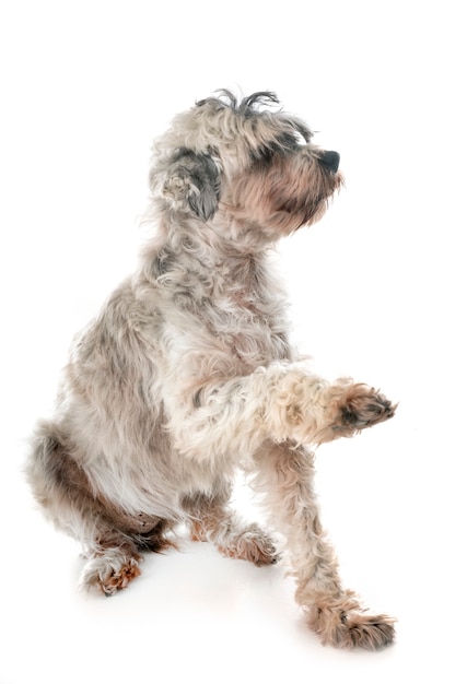 vecchio tibetano terrier