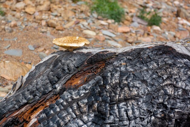 Vecchio tronco di albero bruciato spesso asciutto con il fungo Immagine orizzontale.