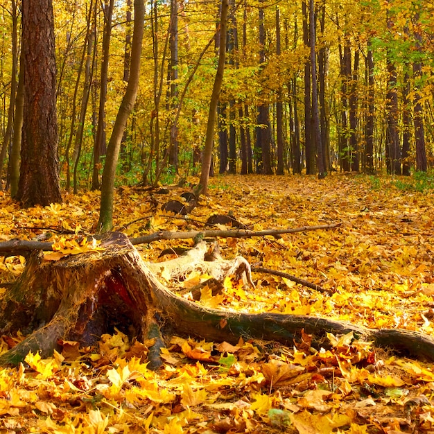 Vecchio troncone nel parco autunnale con foglie cadute gialle - paesaggio