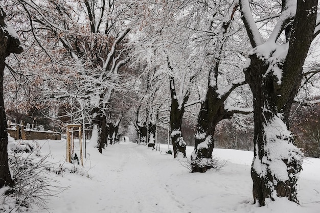 Vecchio viale con molti tigli e neve meravigliosa durante le escursioni