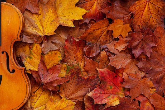 Vecchio violino sul fondo giallo delle foglie di acero di autunno.