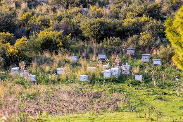 Vedi un apiario nelle montagne della Grecia.